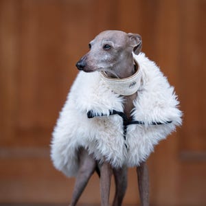 Può includere: Un levriero italiano grigio e snello indossa un cappotto in finta pelliccia color crema con un colletto abbinato. Il cane è in piedi davanti a una porta di legno marrone, guardando di lato.
