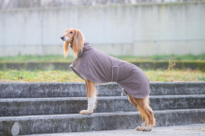 May include: A tan and white Saluki dog standing in profile, wearing a solid brown dog coat with a high collar, a light-colored trim along the edges, and a small rectangular patch on the side, secured with a strap around the midsection.