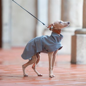 May include: A small, light-colored dog with short fur wearing a solid grey, high-neck dog coat with a wrap-around closure. The dog has a brown textured collar and is attached to a thin black leash that extends upward out of the frame.