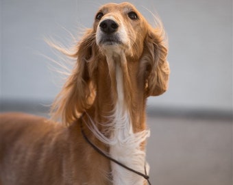 Dog show leash