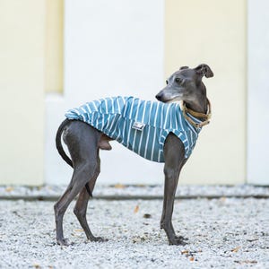 Può includere: Un cane grigio indossa una maglia a righe verticali blu e bianche. La maglia presenta una piccola etichetta rettangolare bianca sul lato. Il cane ha un collare color sabbia intorno al collo ed è in piedi di profilo, rivolto verso destra.