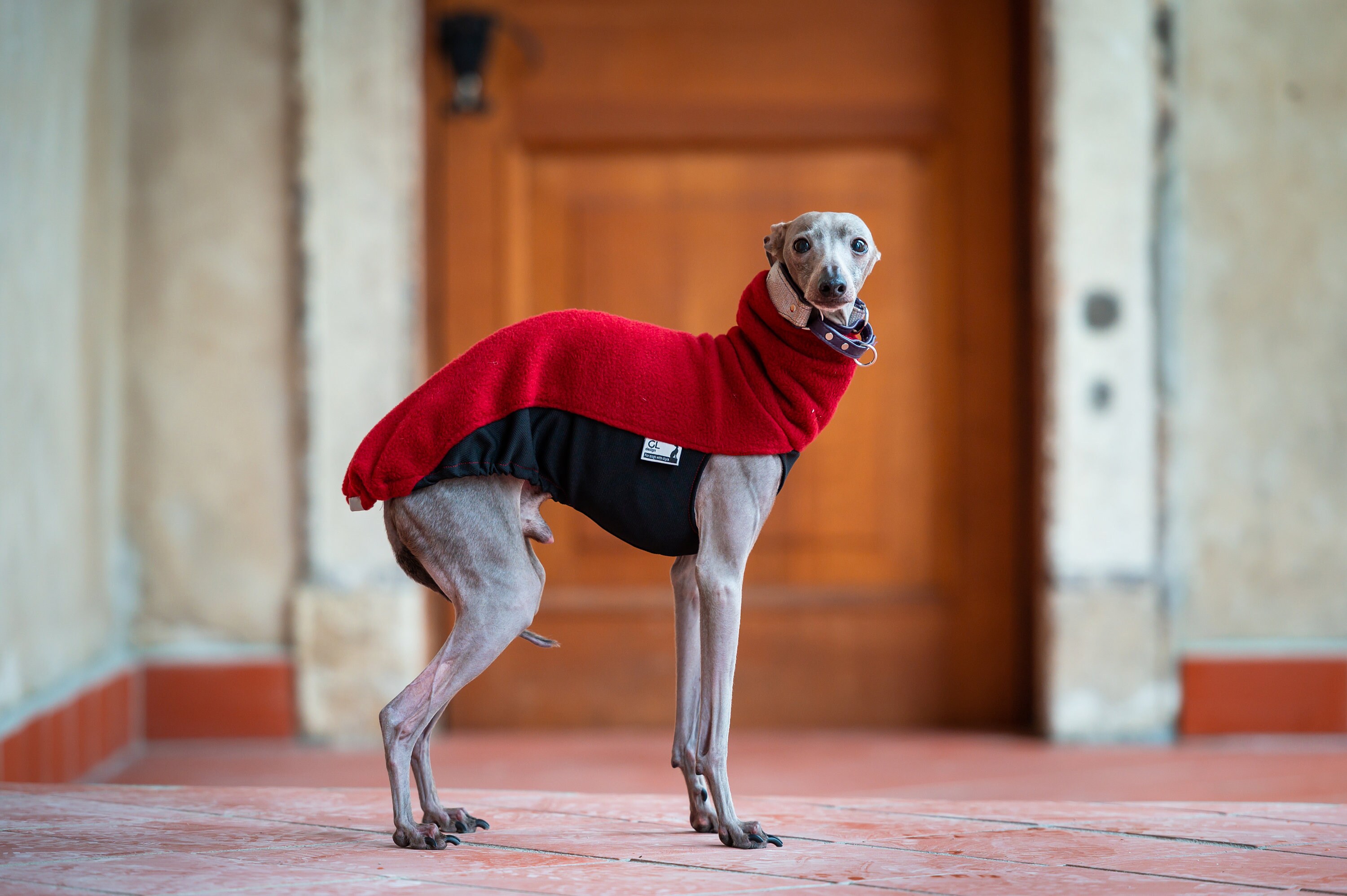 manteau pour lévrier whippet