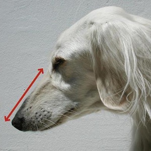 Greyhound Basket Muzzle for Dogs European Podenco Breed Fci Approved Light Plastic Breathable Design Saluki Racing Galgo Coursing Lurcher image 9