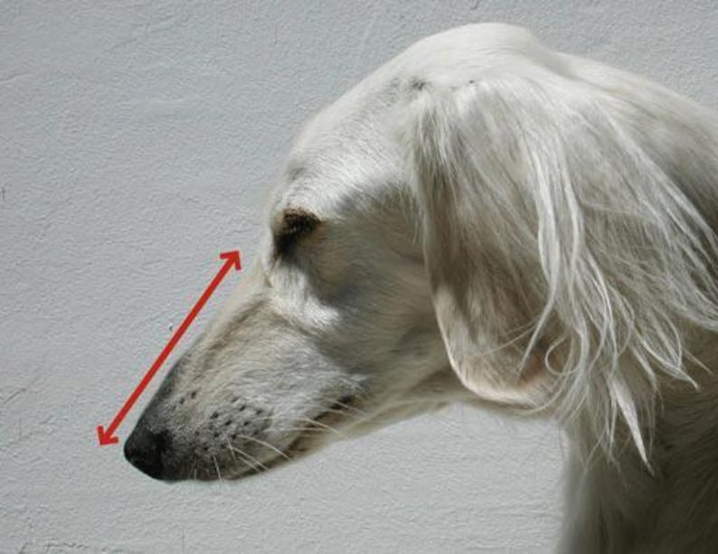 Greyhound Basket Muzzle for Dogs European Podenco Breed Fci Approved Light Plastic Breathable Design Saluki Racing Galgo Coursing Lurcher image 9