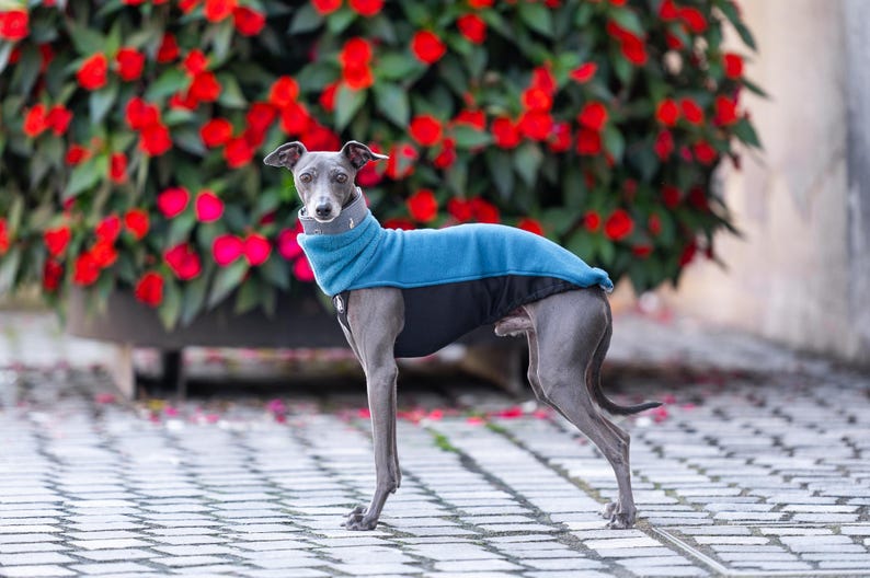 Whippet Sweatshirt Iggy Sweatshirt Galgo Sweater Greyhound Pullover Whippet Tshirt Sighthound Design Custom Fit Deep Chest Coverage Stretchy Material Soft Interior Reflective Elements Size Range
