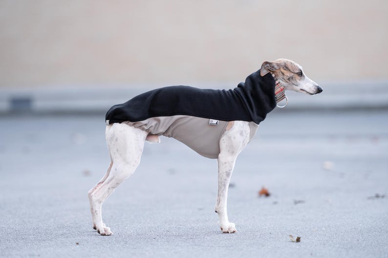 Whippet Sweatshirt Iggy Sweatshirt Galgo Sweater Greyhound Pullover Sighthound Specific Design Winter Protection Layer Stretchy Material Soft Interior Lining Deep Chest Coverage Reflective Elements Custom Size Options Whippet Tshirt