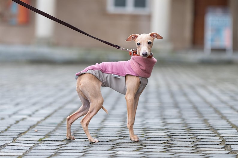 以下が含まれることがあります： 淡い色のイタリアン・グレーハウンドが、ツートンカラーの犬用コートを着用しています。コートは、ハイネックのダスティピンクのフリース素材の上部と、ライトベージュの下部で構成されています。首輪にはダークブラウンのリードが取り付けられています。
