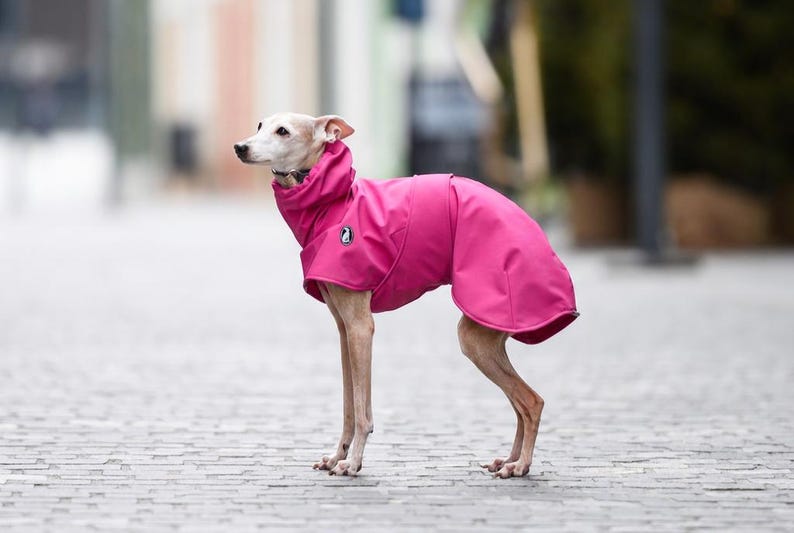 Pu&ograve; includere: Un cappotto per cani rosa acceso con collo alto e una piccola toppa circolare con logo sul lato. Il capo &egrave; progettato per coprire il busto e il collo di un cane snello, con un tessuto liscio in tinta unita che si estende sul dorso e sul petto.