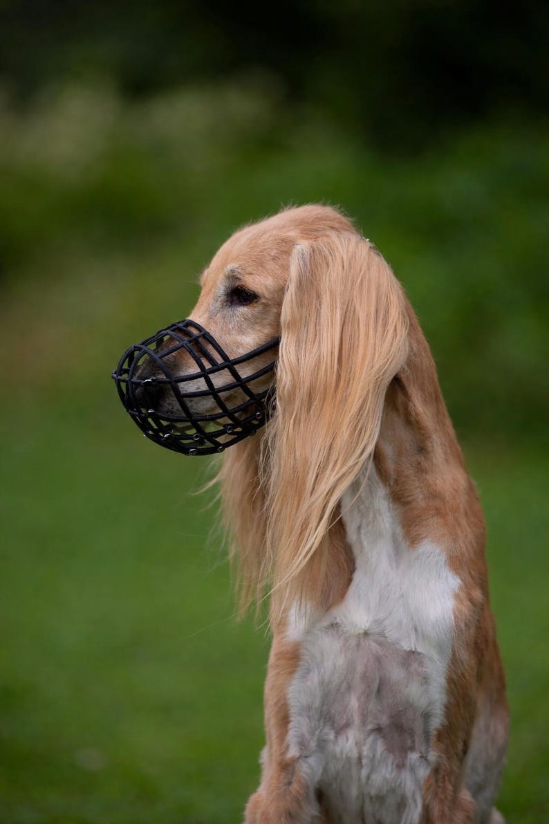 Adjustable Basket Muzzle Greyhound Saluki Galgo Lurcher Podenco Multiple Sighthound Breeds Lightweight Plastic Construction Breathable Safety Design FCI Racing Approved Soft Polymer Material Comfortable Fit Leather Neck Strap Coursing