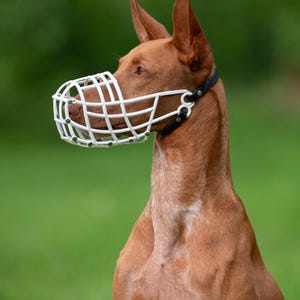 Lightweight Basket Muzzle Greyhound Saluki Galgo Lurcher Podenco Sighthound Breeds Soft Plastic Construction Breathable Safety Design FCI Competition Approved Racing Coursing Training Equipment Adjustable Leather Neck Strap Comfortable Fit
