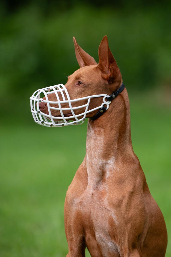 Greyhound Basket Muzzle for Dogs European Podenco Breed Fci Approved Light Plastic Breathable Design Saluki Racing Galgo Coursing Lurcher