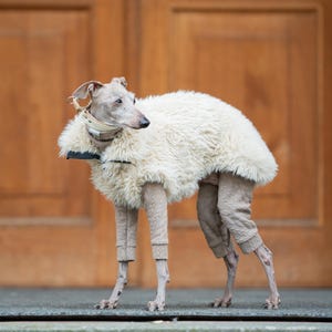 Iggy Winter Coat Faux Fur Vest Whippet Luxury Dog Wear Galgo Gillet Zipper Design Small Dog Soft Pullover Sighthound Apparel For Puppy Gift image 5