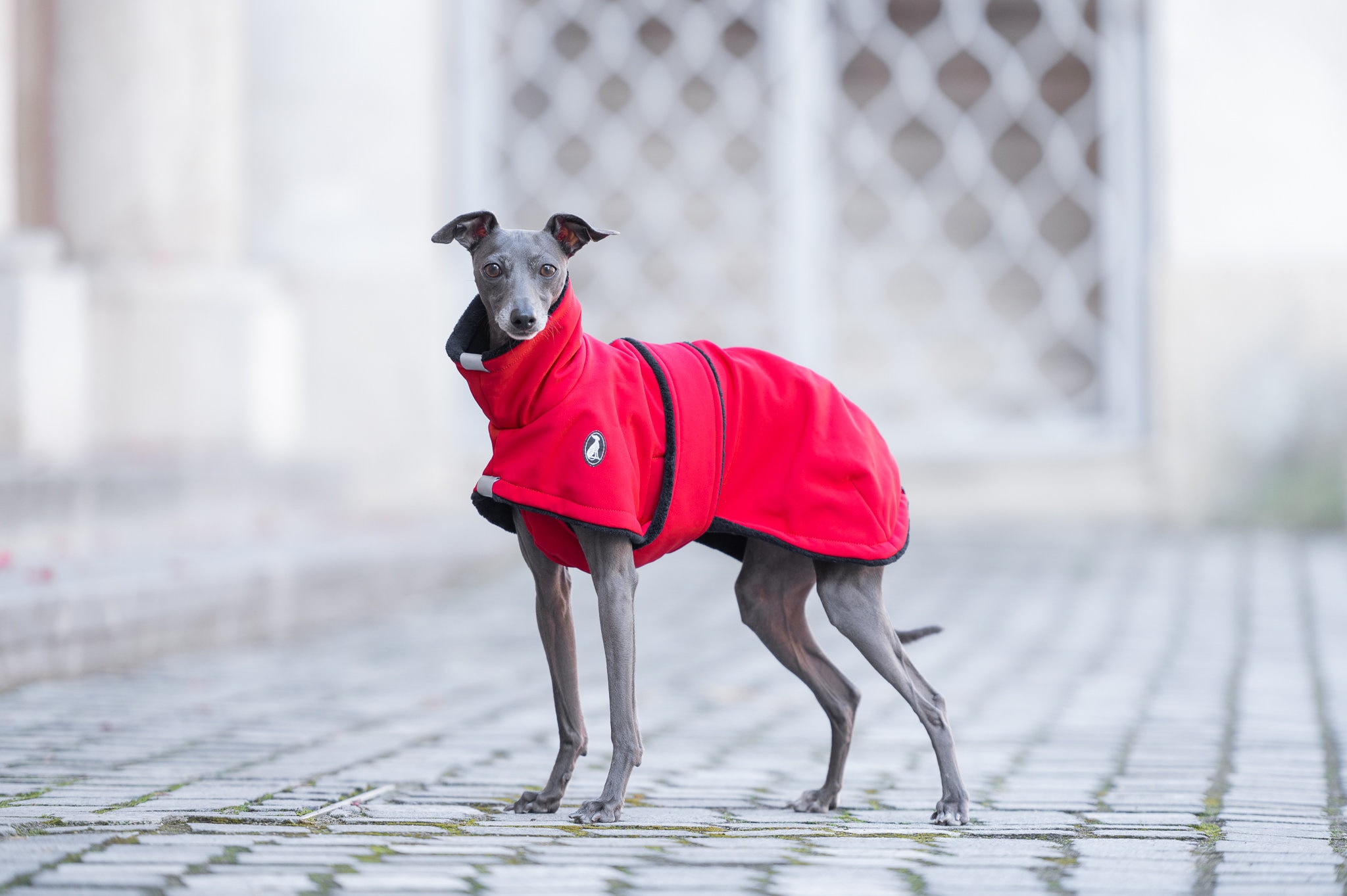 Whippet Summer Coat Etsy UK