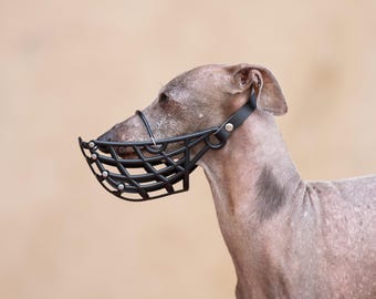 Muzzle Italian Greyhound