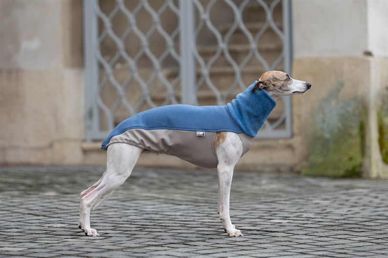 Whippet Sweatshirt Iggy Sweatshirt Galgo Sweater Greyhound Pullover Sighthound Specific Design Stretchy Material Soft Interior Lining Deep Chest Coverage Custom Size Options Reflective Safety Features Warm Layer Piece Whippet Tshirt