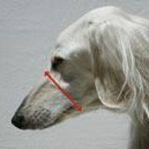 Greyhound Basket Muzzle for Dogs European Podenco Breed Fci Approved Light Plastic Breathable Design Saluki Racing Galgo Coursing Lurcher image 8