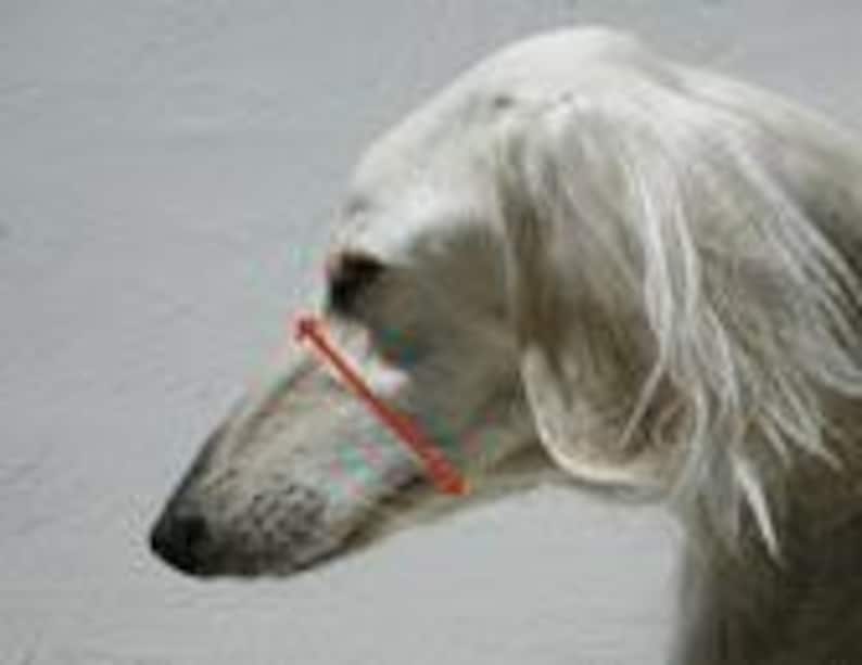 Greyhound Basket Muzzle for Dogs European Podenco Breed Fci Approved Light Plastic Breathable Design Saluki Racing Galgo Coursing Lurcher image 8