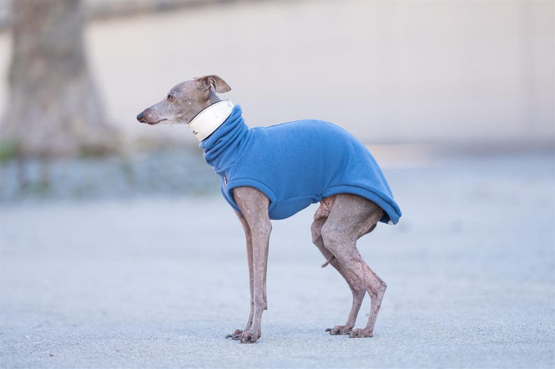 Soft Stretchy Sweater Whippet Pullover Greyhound Clothing Thermal Protection Winter Wear Cozy Outfit Hound Comfort Jumper Design Lightweight Material Quality Construction Sighthound Wardrobe Essential Italian Greyhound Vest Iggy Apparel