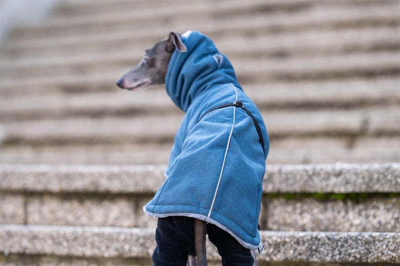 May include: A blue dog hoodie with a high neck and a light gray fleece lining. The garment features a black harness strap across the back and white piping along the seams. The hoodie is worn by a gray dog with a slender build and pointed ears.