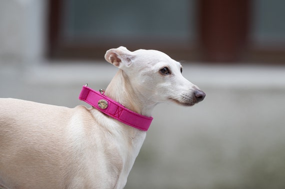 Martingale-Hundehalsband Design Benutzerdefiniertes Galgo-Halsband fr  Whippet Halsband Stil Einstellbar Canine Wear Pink Design Weiches  Baumwollwaschbares Halsband - Etsy.de