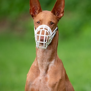 Breathable Basket Muzzle Design Greyhound Safety Equipment Lightweight Plastic Construction FCI Approved Racing Gear Saluki Galgo Lurcher Podenco Breeds Soft Polymer Material Adjustable Leather Strap Coursing Competition Essential