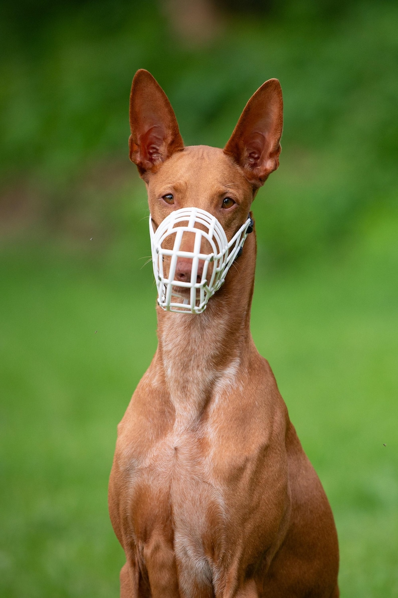 Breathable Basket Muzzle Design Greyhound Safety Equipment Lightweight Plastic Construction FCI Approved Racing Gear Saluki Galgo Lurcher Podenco Breeds Soft Polymer Material Adjustable Leather Strap Coursing Competition Essential