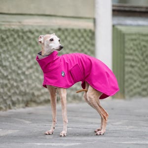 May include: A light-colored Italian Greyhound dog wearing a vibrant, solid hot pink dog coat. The coat features a high, structured collar and a small, circular emblem on the chest area. The garment covers the back and torso of the dog.