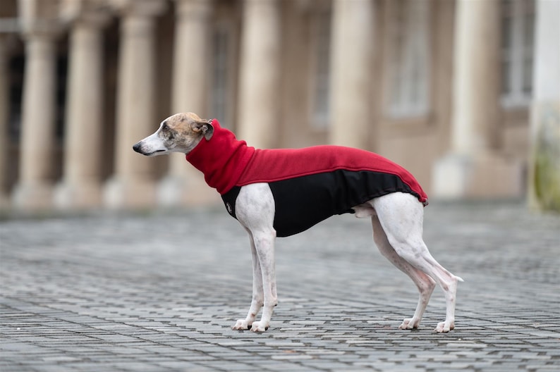 Whippet Sweatshirt Iggy Sweatshirt Galgo Sweater Greyhound Pullover Whippet Tshirt Custom Fit Design Stretchy Exterior Soft Furry Interior Lining Deep Chest Protection Warm Weather Layer Reflective Elements Machine Washable Size Range XXS