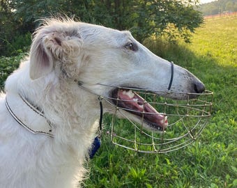 Muzzle Borzoi