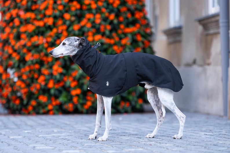 Pu&ograve; includere: Un levriero indossa un cappotto per cani nero a tinta unita con colletto alto. Il cappotto presenta un piccolo logo bianco sul lato e copre la schiena e il petto. Il cane ha una corporatura snella con zampe maculate di bianco e grigio.