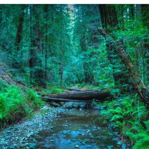 Fotografía de paisaje de California, arte de pared de la naturaleza de Muir Woods, impresión de fotografía de bellas artes // en Muir Woods imagen 1