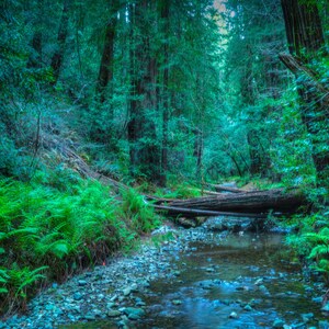 Fotografía de paisaje de California, arte de pared de la naturaleza de Muir Woods, impresión de fotografía de bellas artes // en Muir Woods imagen 3