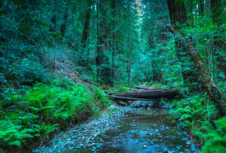 Fotografía de paisaje de California, arte de pared de la naturaleza de Muir Woods, impresión de fotografía de bellas artes // en Muir Woods imagen 3