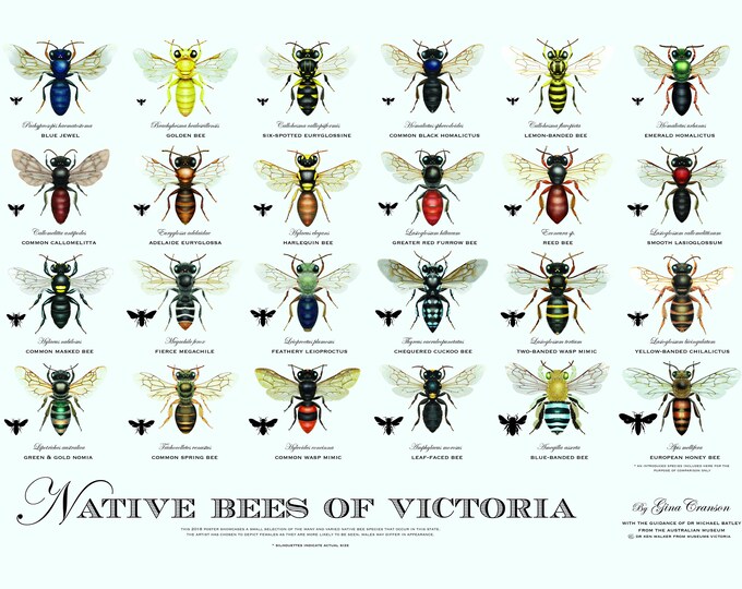 Native Bees of Victoria Poster (revised Edition) - Etsy Australia
