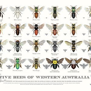 Native Bees of Western Australia poster