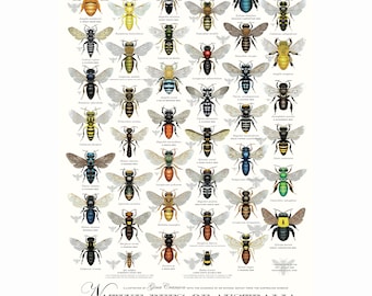 A2 size Native Bees of Australia Poster
