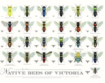 Native Bees of Victoria (third edition)