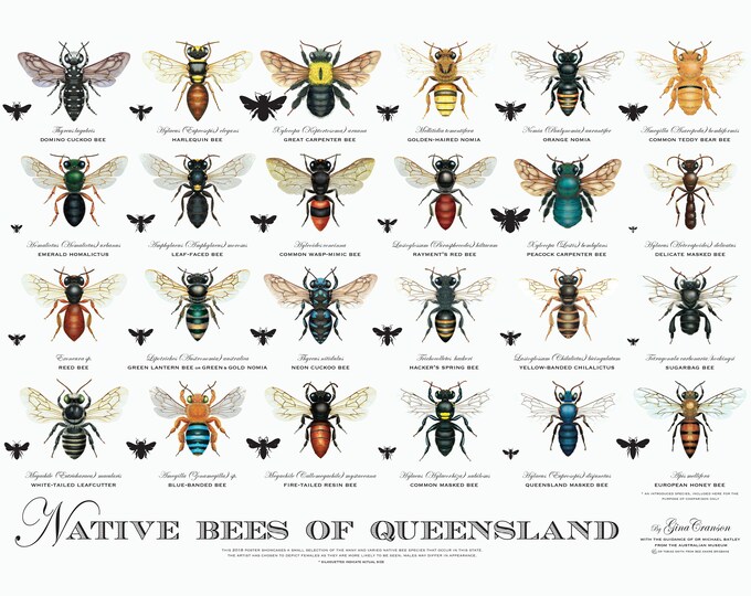 Native Bees of Queensland – Poster - Etsy
