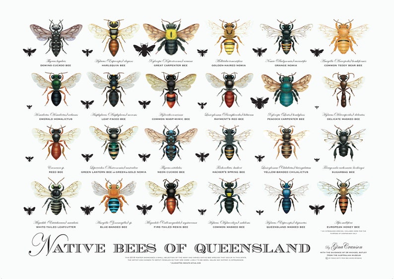 Native Bee Poster | Stay At Home Mum