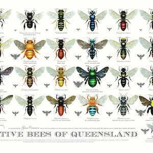 Native Bees of Queensland Poster third Edition | Etsy Australia