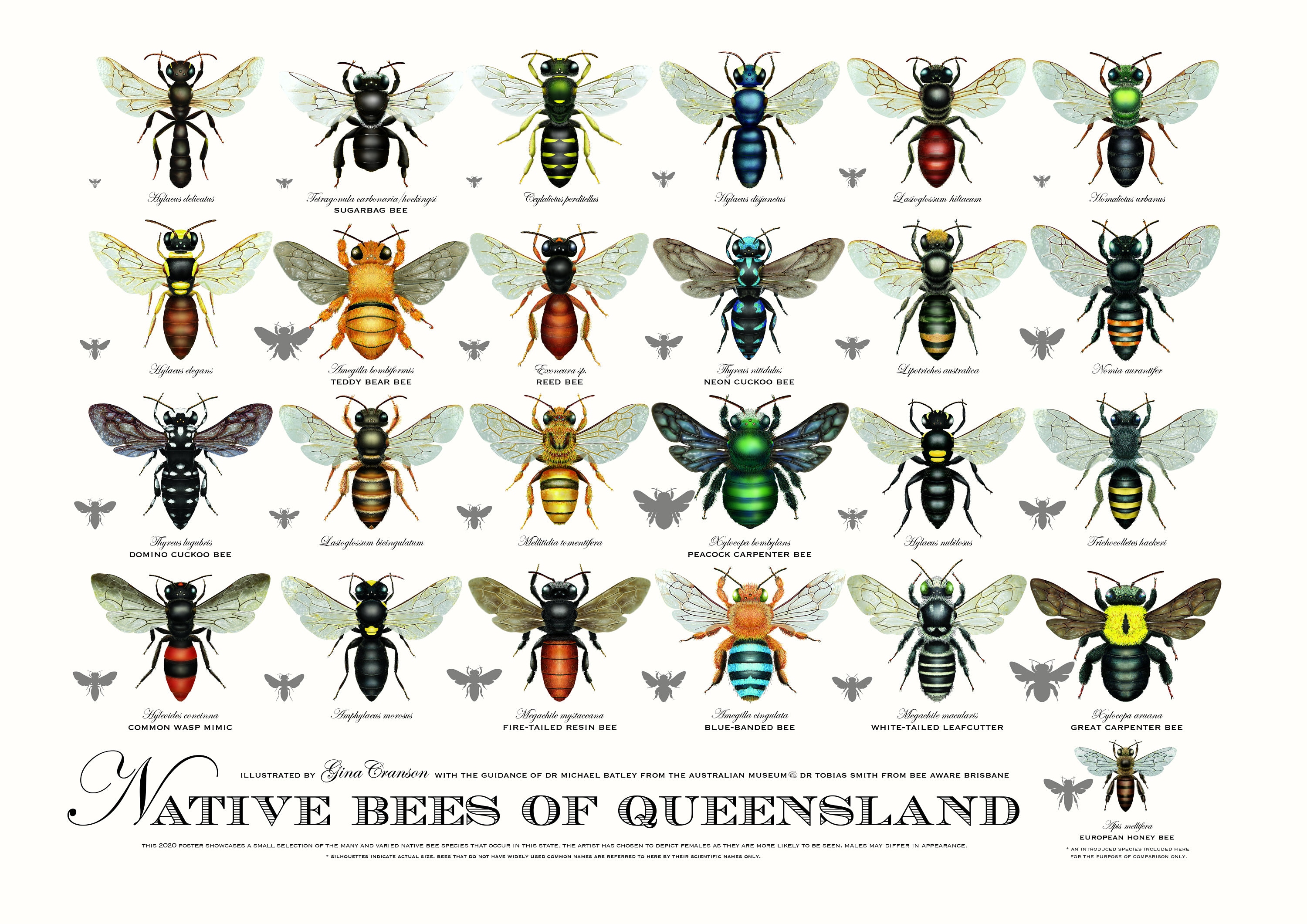 Native Bees of Queensland Poster third Edition Etsy Australia