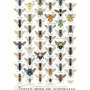 May include: A colourful illustrated poster featuring native bees of Australia. The poster includes the scientific name and common name of each bee species. The poster is titled "Native Bees of Australia".