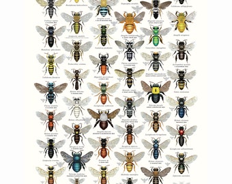 SPECIAL DEAL: A1 size Native Bees of Australia Poster