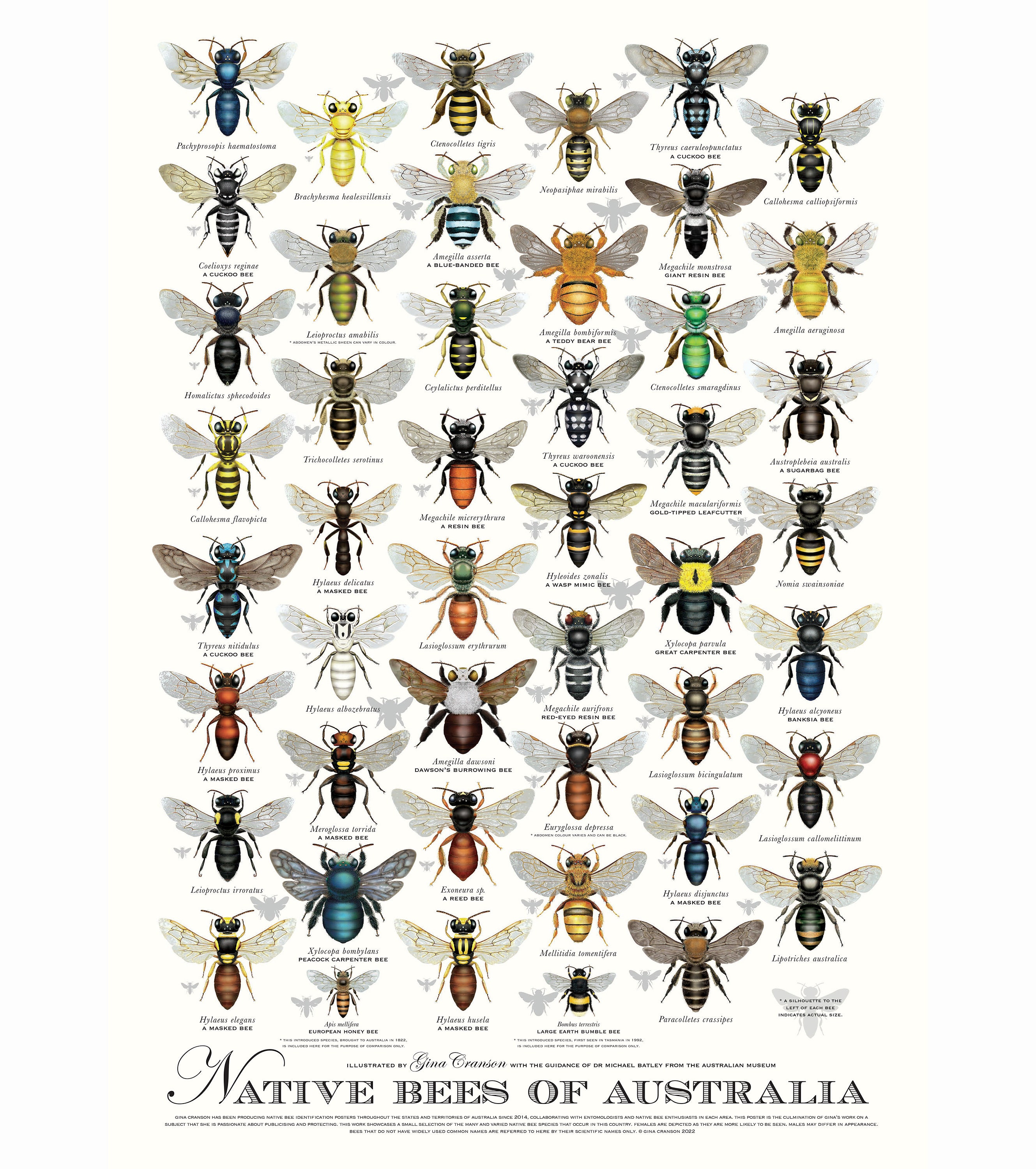 SPECIAL DEAL: A1 Size Native Bees of Australia Poster - Etsy Australia