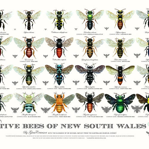 Native Bees of Tasmania Poster Etsy