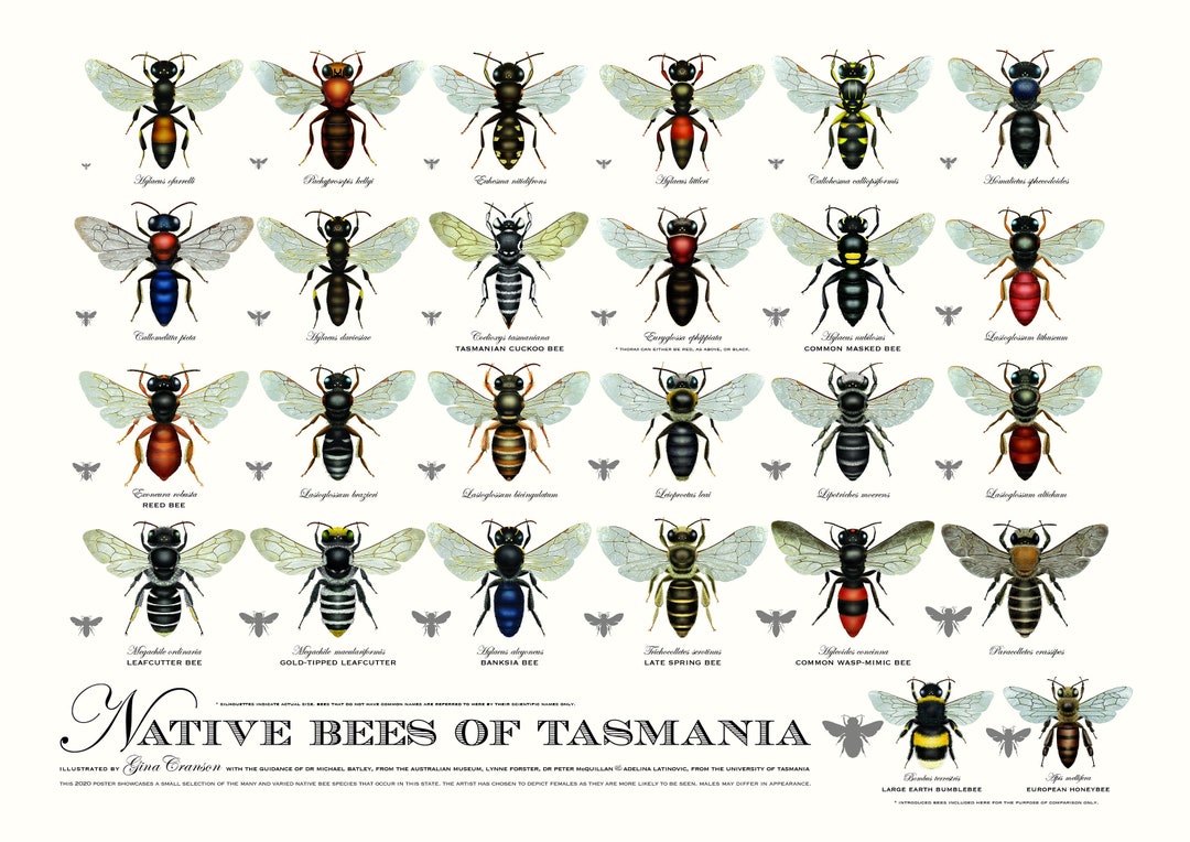 Native Bees of Tasmania Poster Etsy Australia