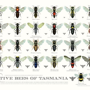 May include: A colourful illustrated chart of 20 native bees of Tasmania, with their scientific names and common names. The chart is titled "Native Bees of Tasmania" and is illustrated by Gina Cussen.