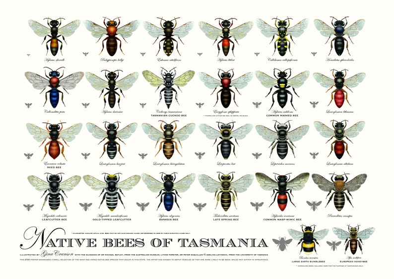 Native Bees of Tasmania poster image 1