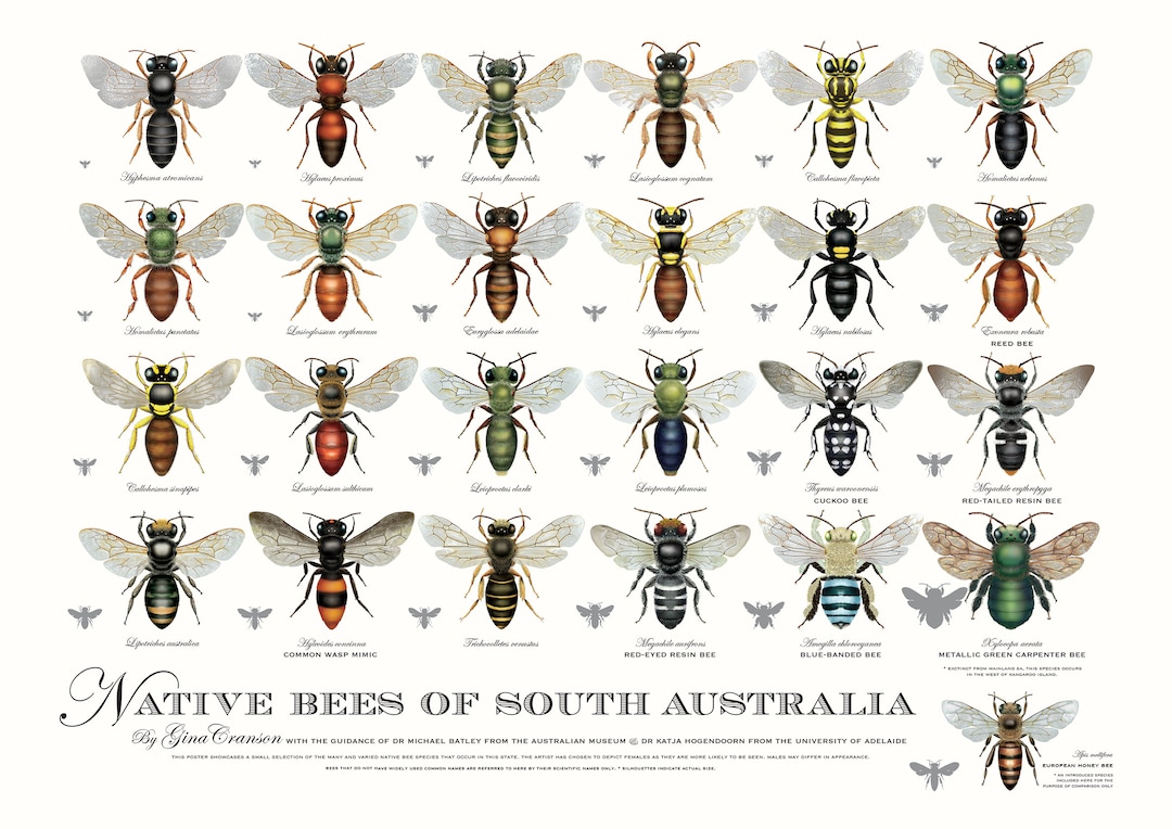 Native Bees of South Australia Poster Etsy Australia