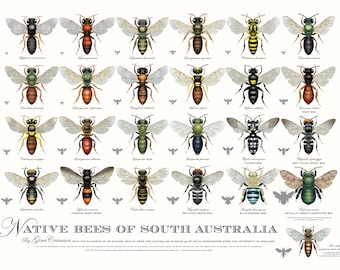Native Bees of South Australia poster